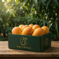 Ratol No. 12 Mangoes (5KG Box)